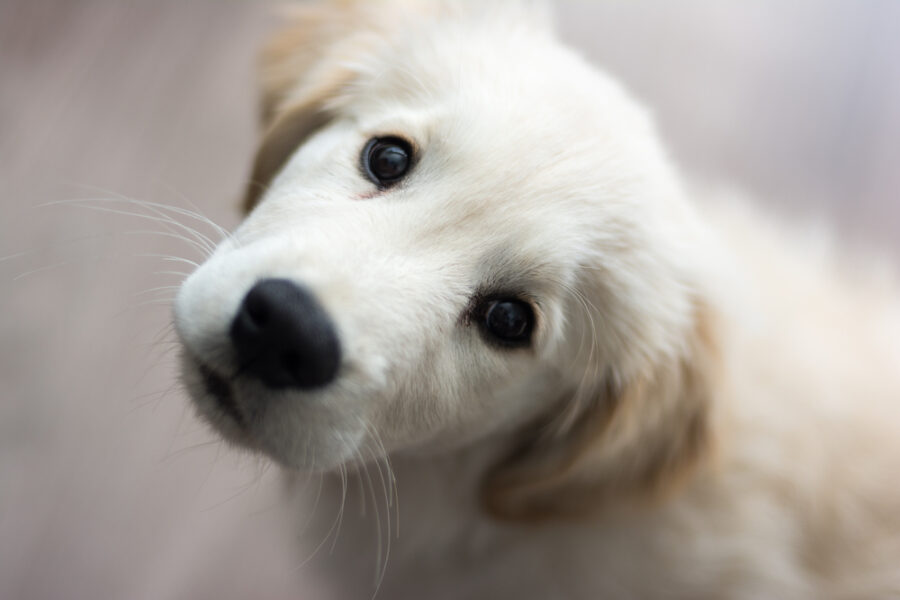 Puppy & Kitten Vet Natomas Animal Hospital