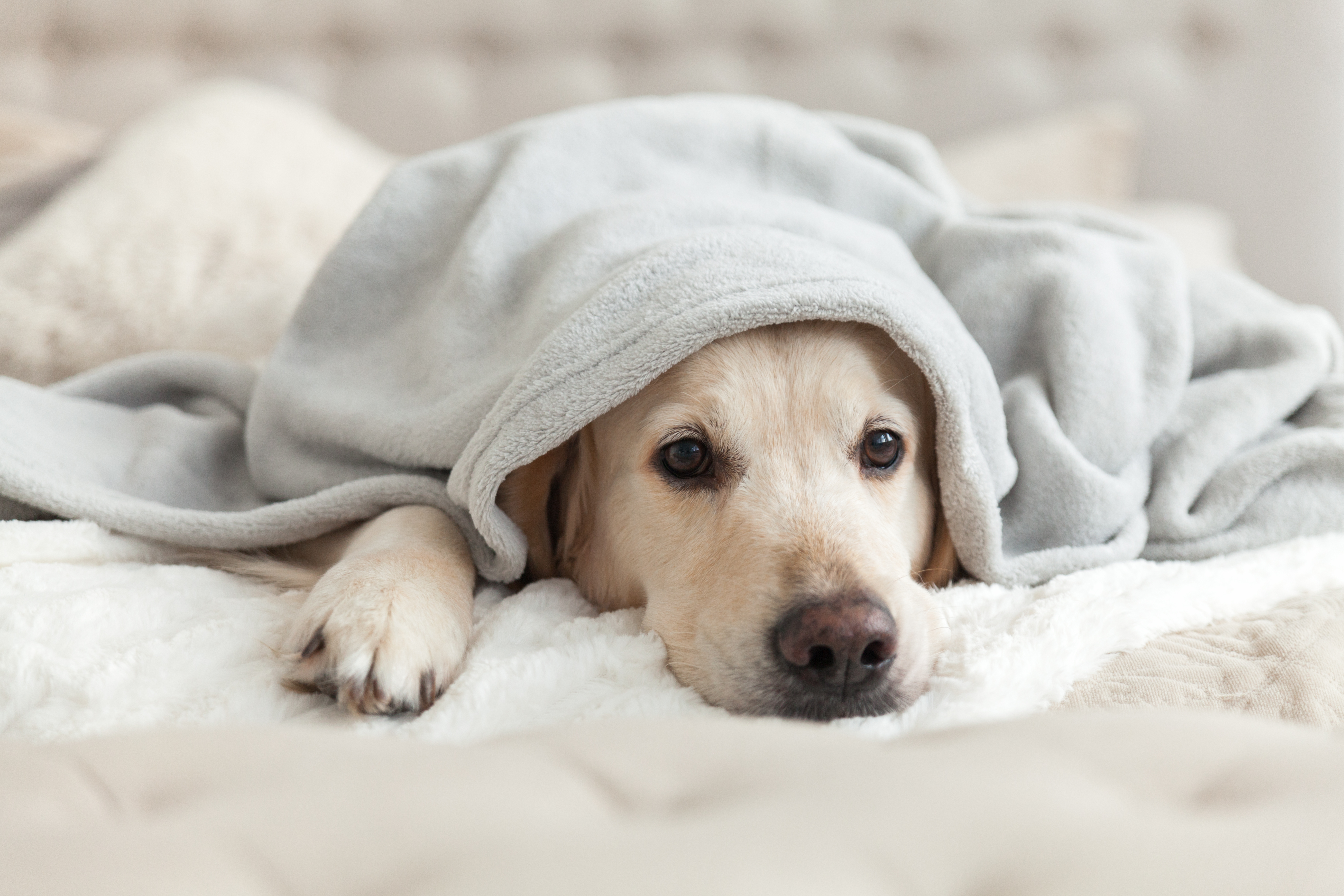Don’t Wait Until It’s Too Late – The Importance of Heartworm Prevention in Pets