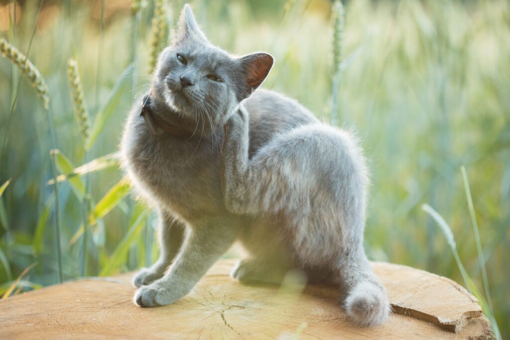 Picture of Effective Flea And Tick Control Methods For Your Pets