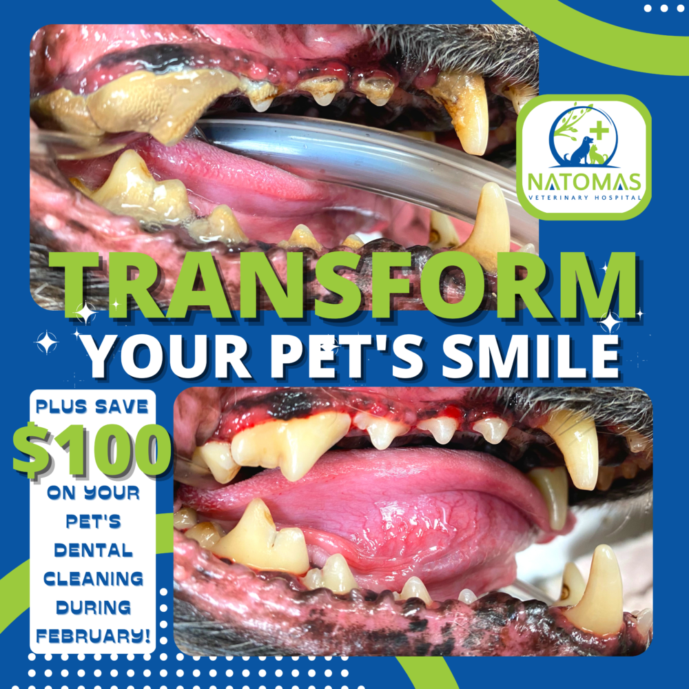 Specials Natomas Animal Hospital