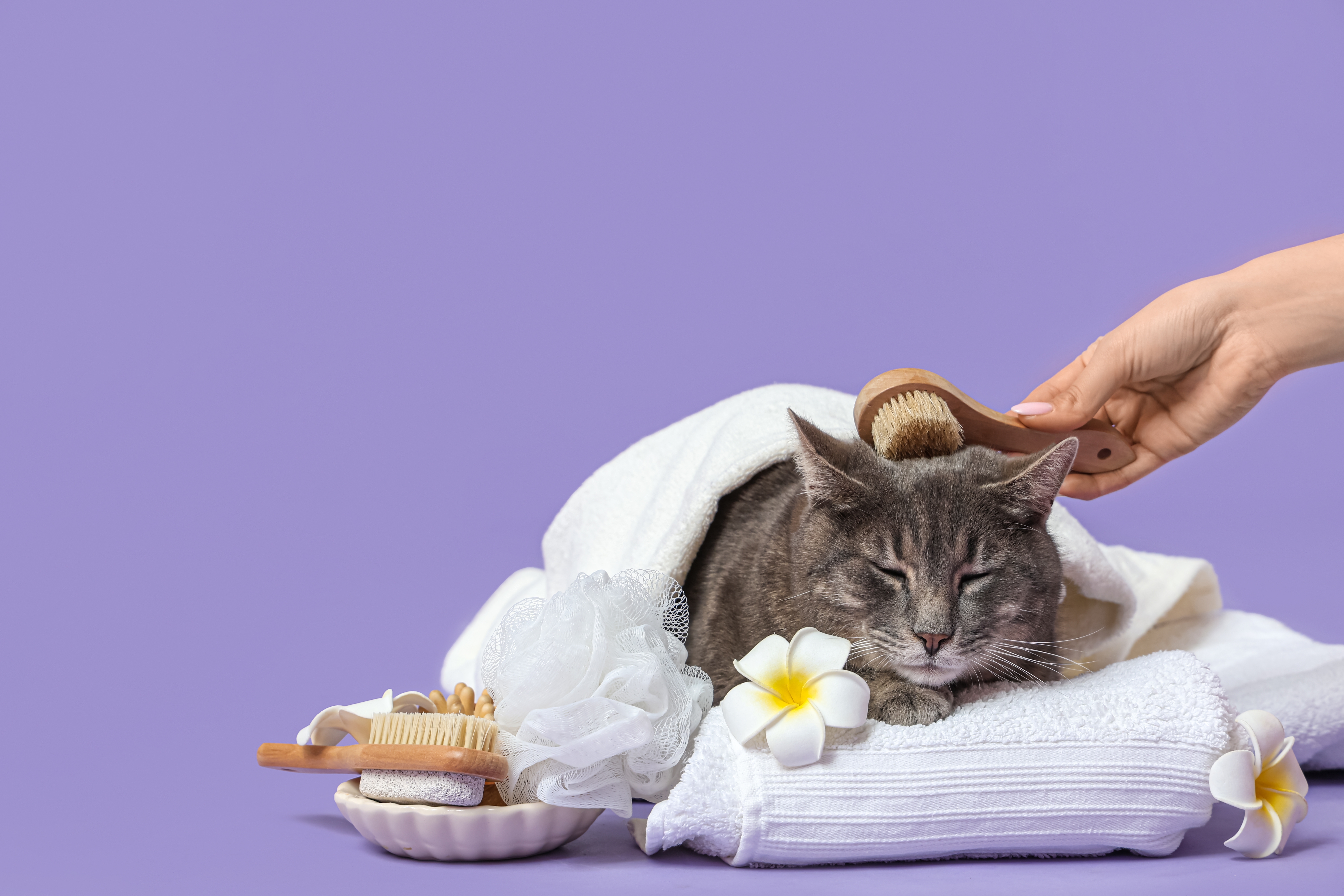 Pet Skin Care 101: Recognizing and Treating Skin Infections