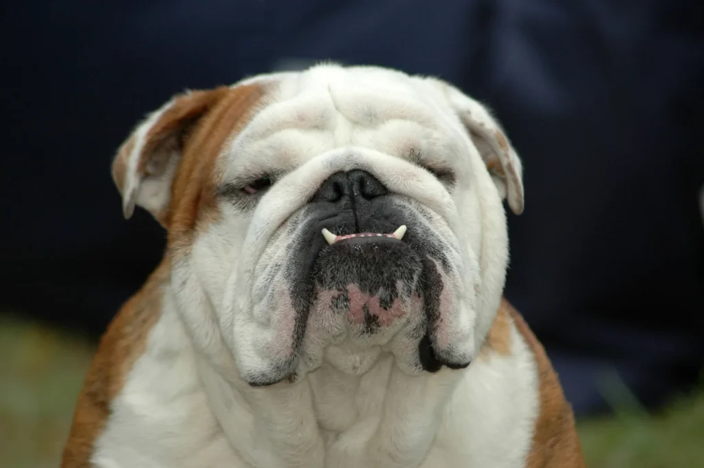 English bulldog with an underbite showing its lower teeth