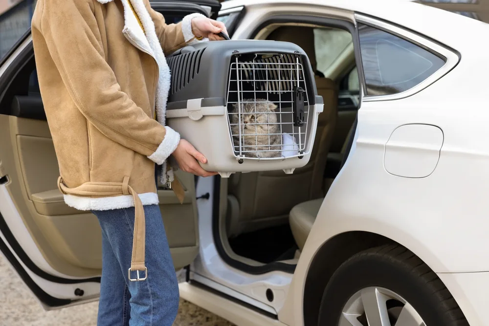 Pet owner loading a cat carrier into a car for travel