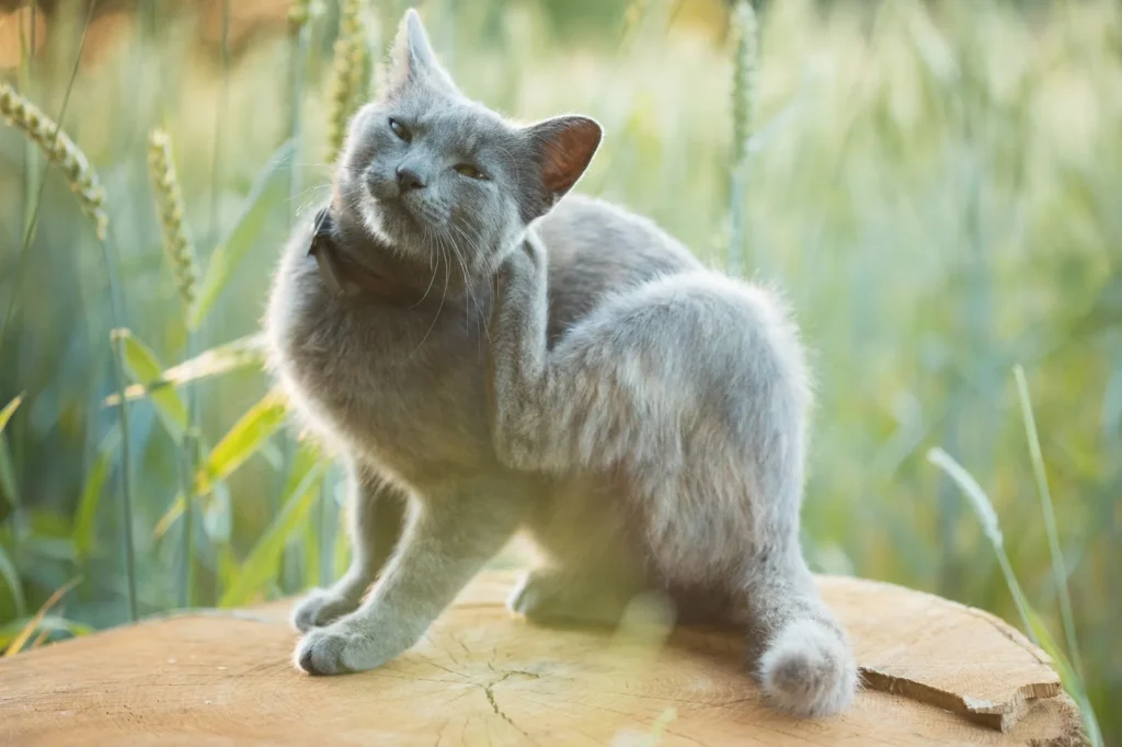 Gray cat scratching itchy skin outdoors, a sign of fleas or allergies