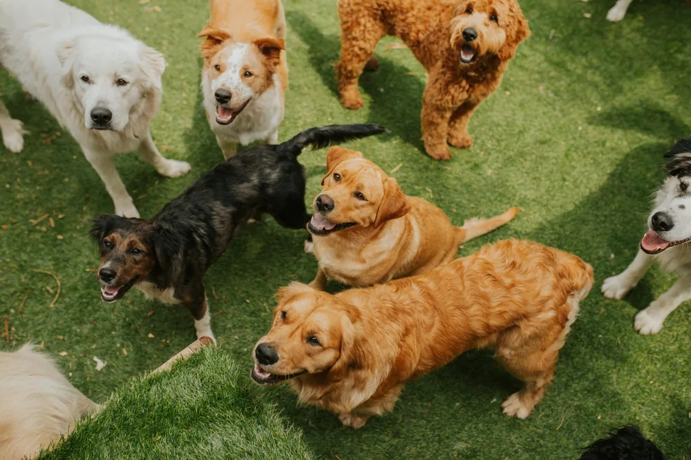 Group of dogs playing together on grass at doggy daycare