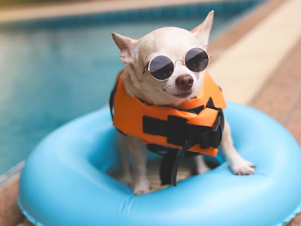 Small dog in sunglasses and an orange life jacket on a pool float