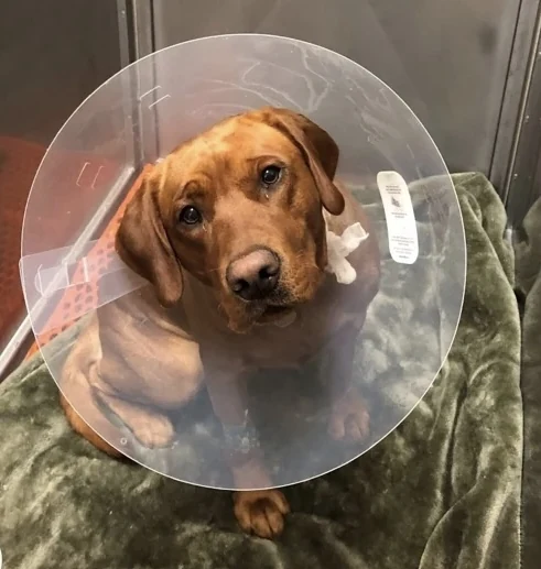 Surgery