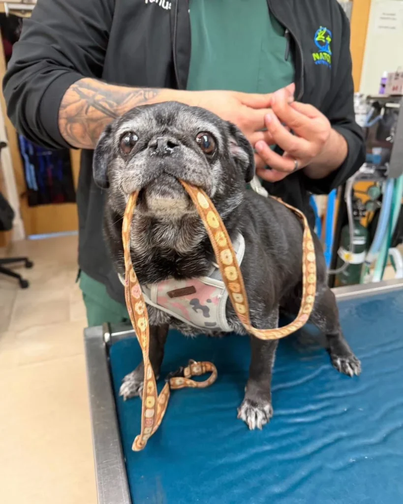 Black pug on the exam table at Natomas Veterinary Hospital