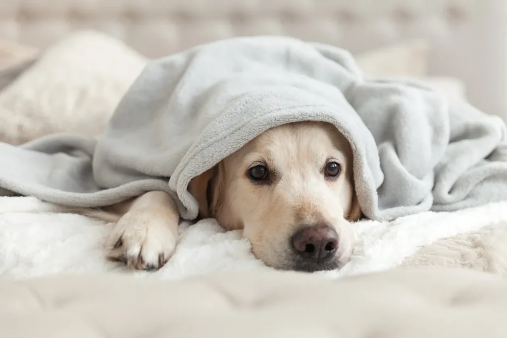 Senior yellow Labrador resting under a soft blanket