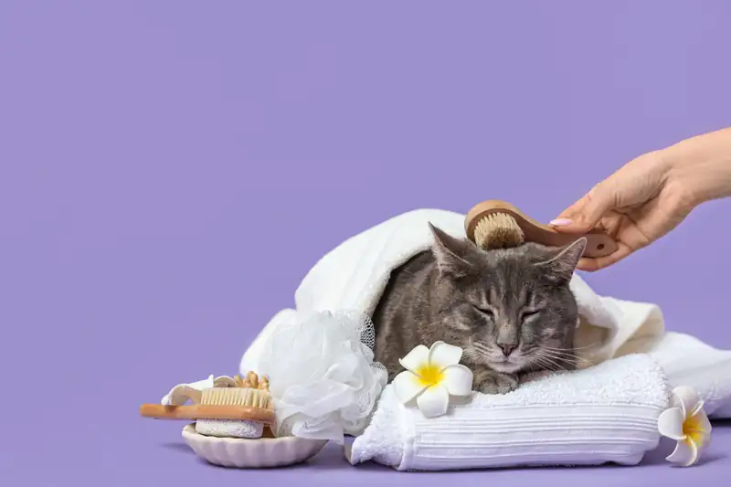 Gray cat wrapped in a towel being gently brushed as part of skin care