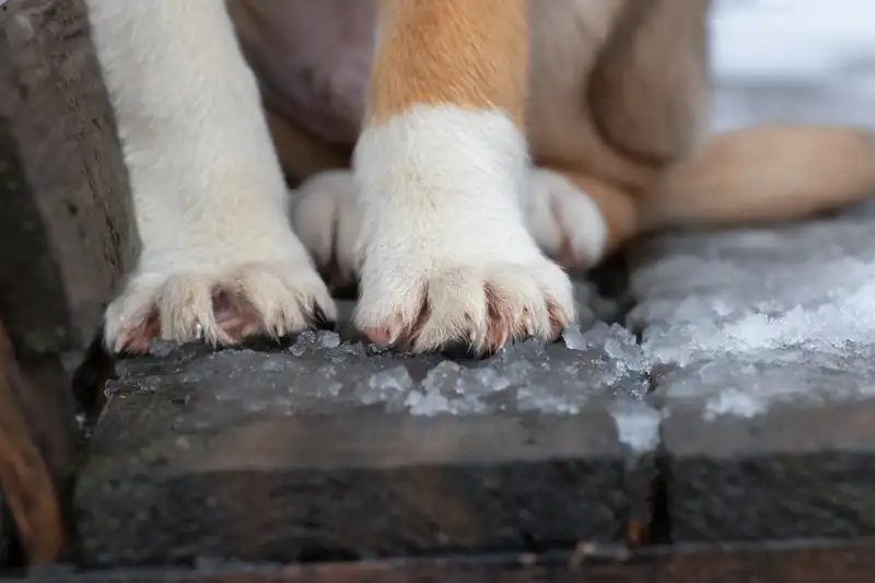 Close-up of a dog's paws on a snowy, icy step in winter