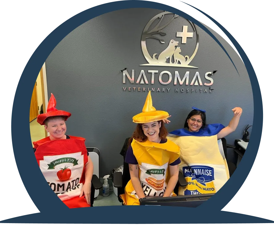 Natomas Veterinary Hospital staff in condiment Halloween costumes at the front desk