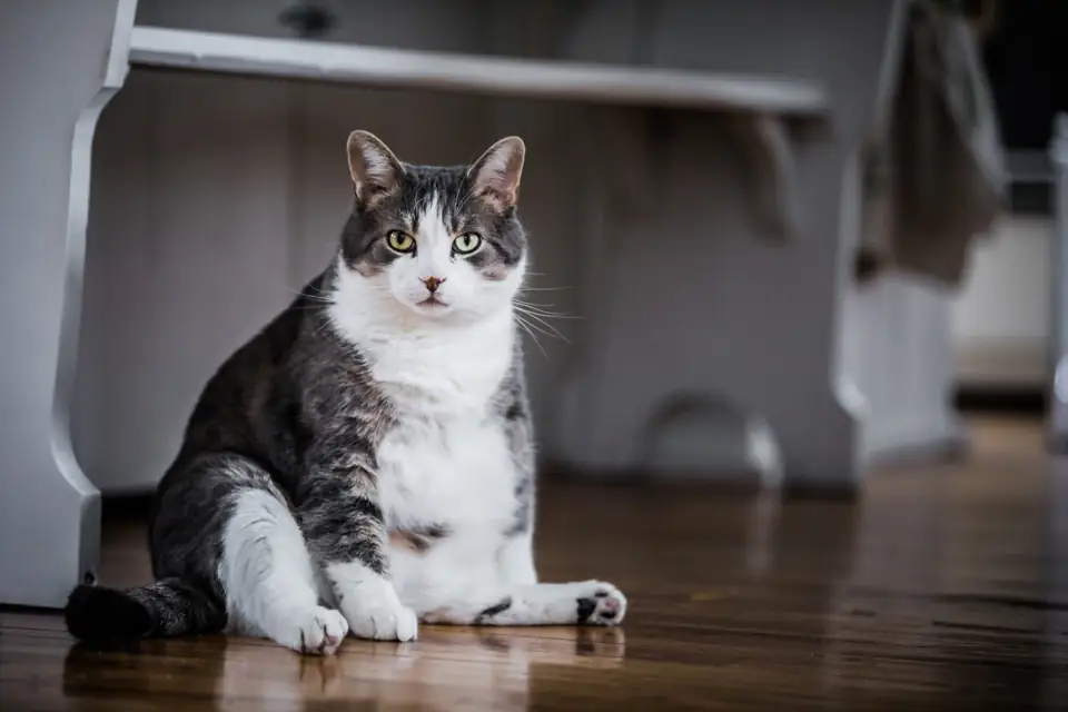 Overweight tabby and white cat sitting on a wood floor